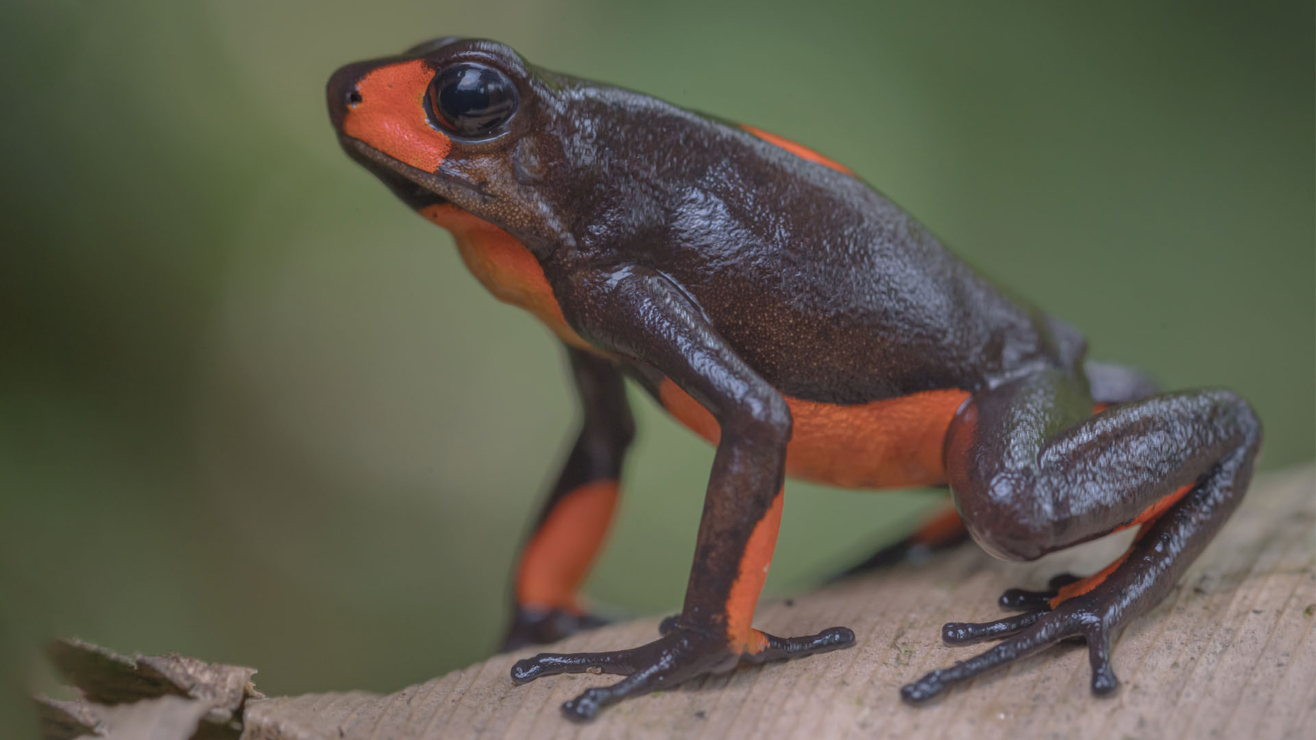 Poison Frogs Herping Tour